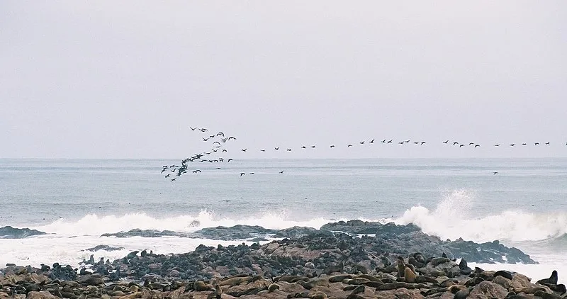 Recommandations Easy Sextant.com, image seabirds