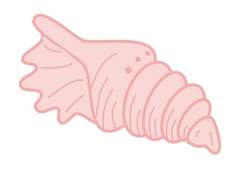 decorative image of a shell