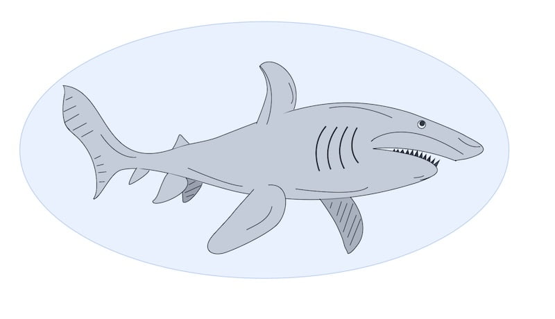 decorative image of a shark