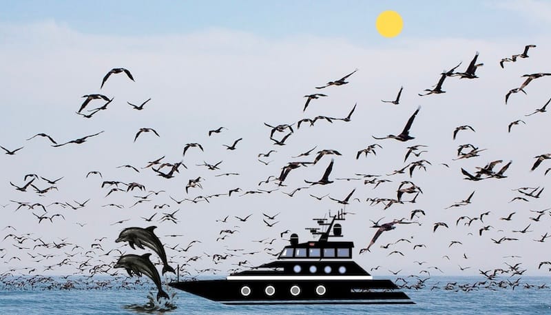 Decorative image: seabirds, yacht, dolphins jumping.